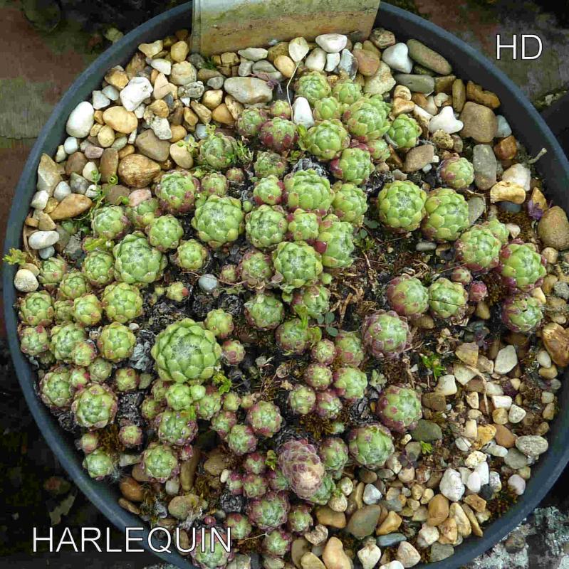 Harlequin