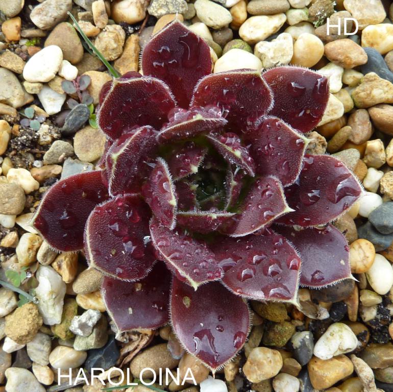 Haroloina / Jovi