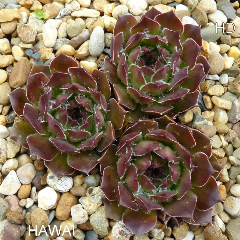 Hawai / Jovi