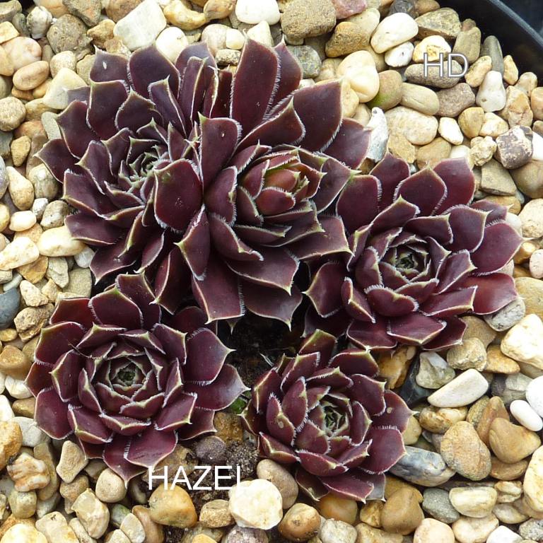 Hazel / Jovi