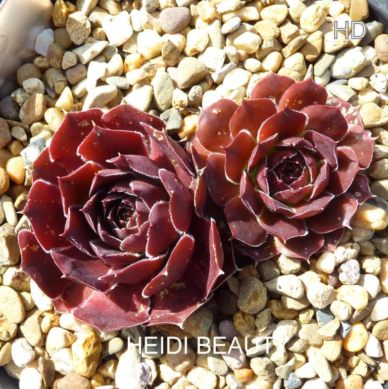 Heidi Beauty / Jovi