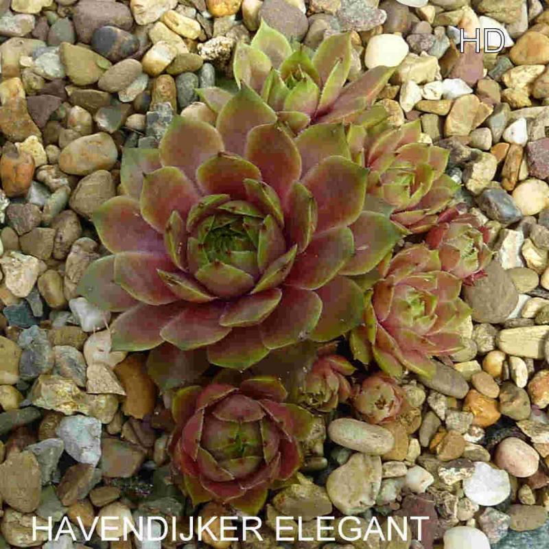 Havendijker Elegant