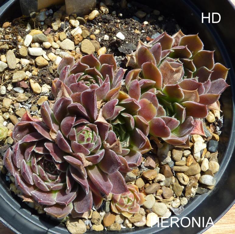 Heronia / Jovi