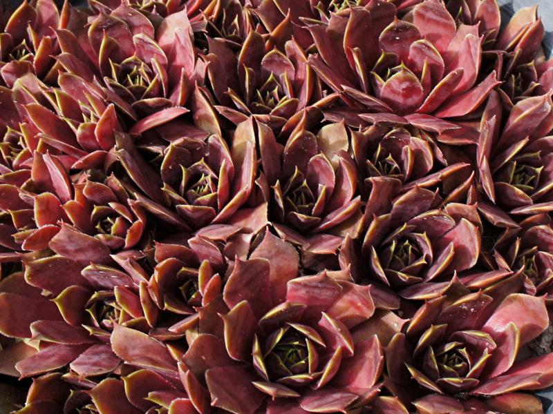 Herringer Rose