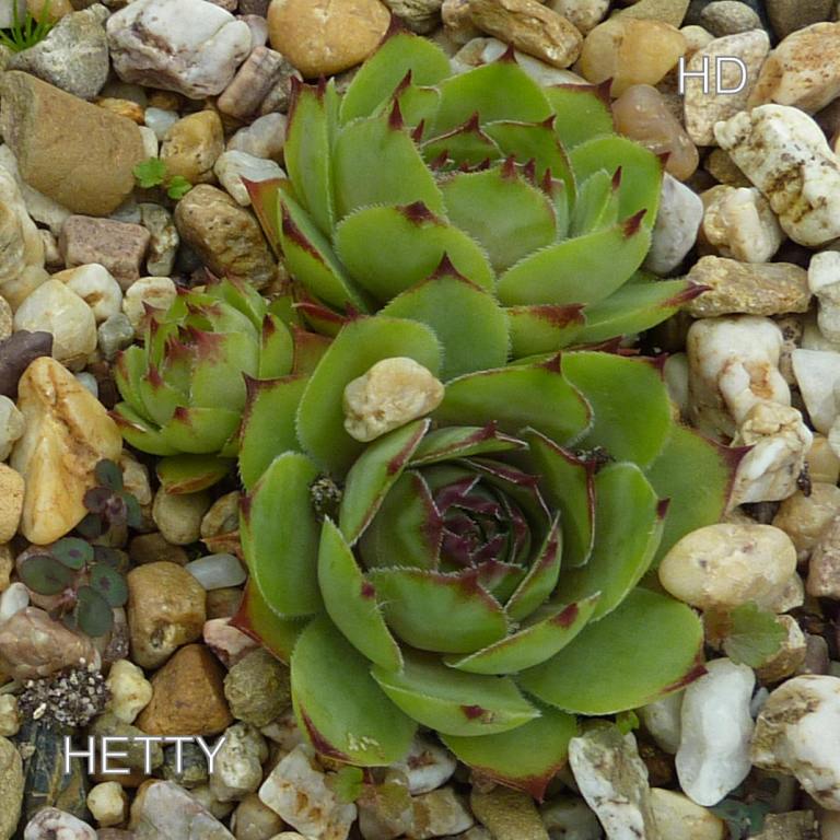 Hetty