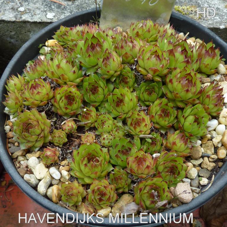 Havendijks Millenium
