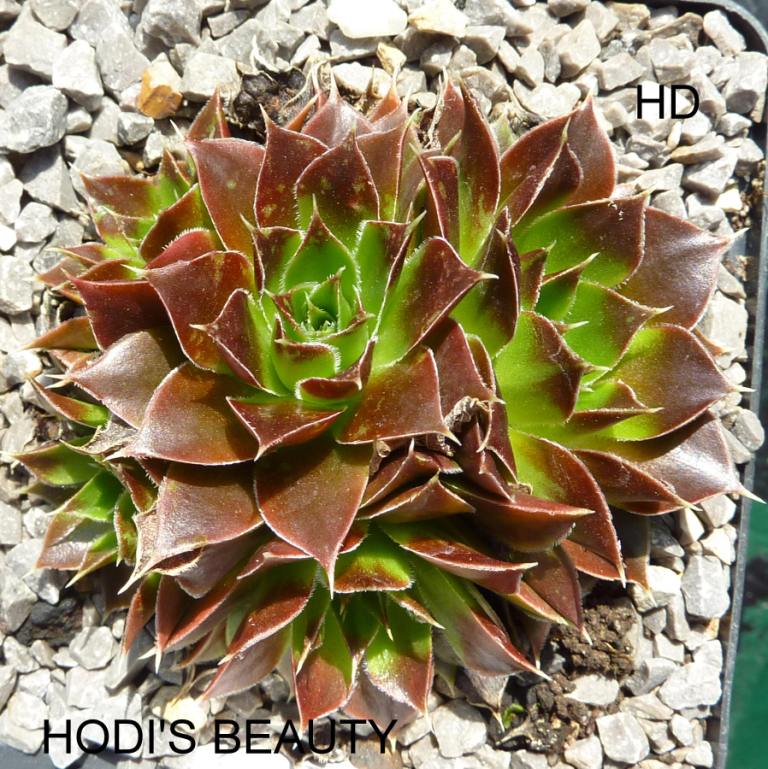 Hodi's Beauty / Jovi