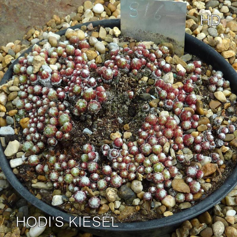 Hodi's Kiesel