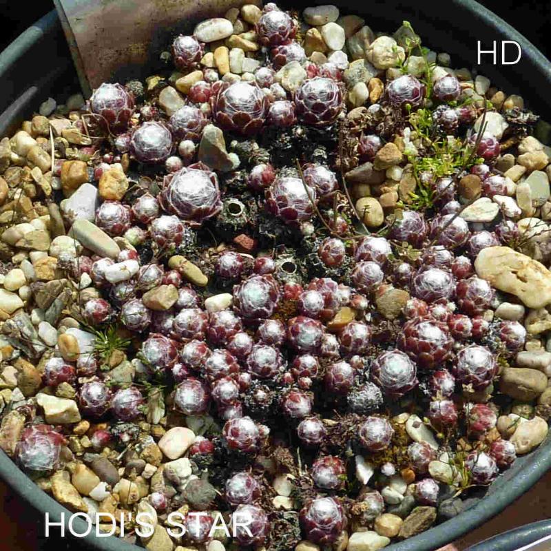 Hodi's Star
