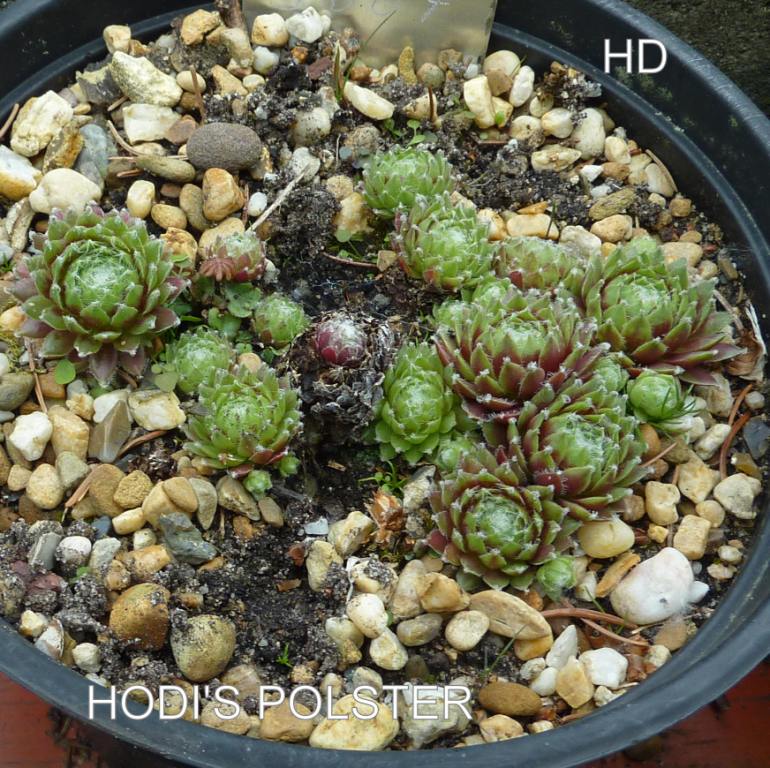 Hodi's Polster