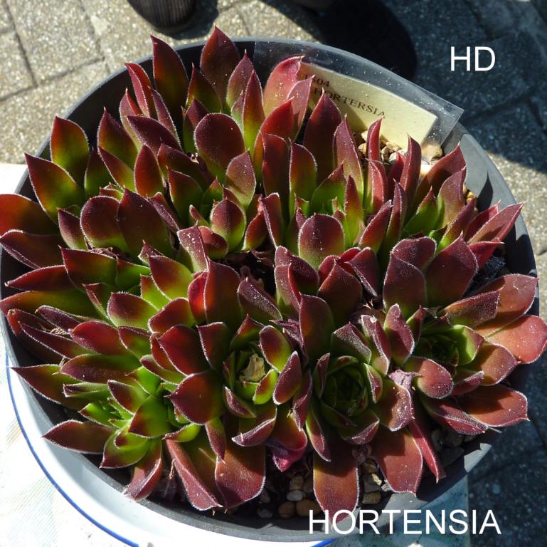 Hortensia / Jovi