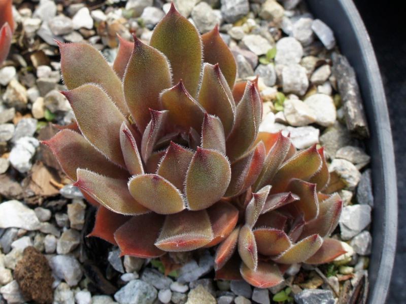 Hortulanus Smit