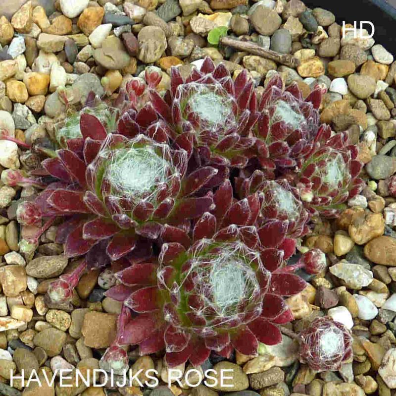 Havendijks Rose