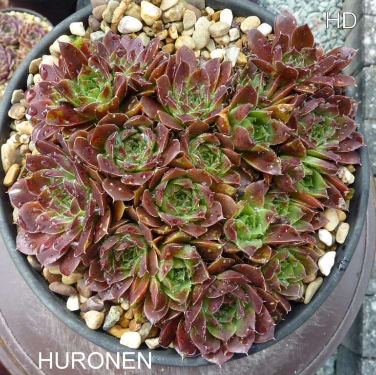 Huronen / Jovi