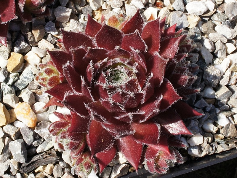 Obaldina