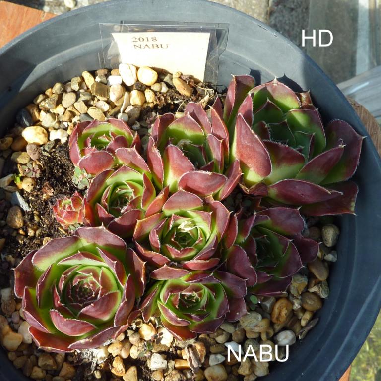 Nabu / Jovi