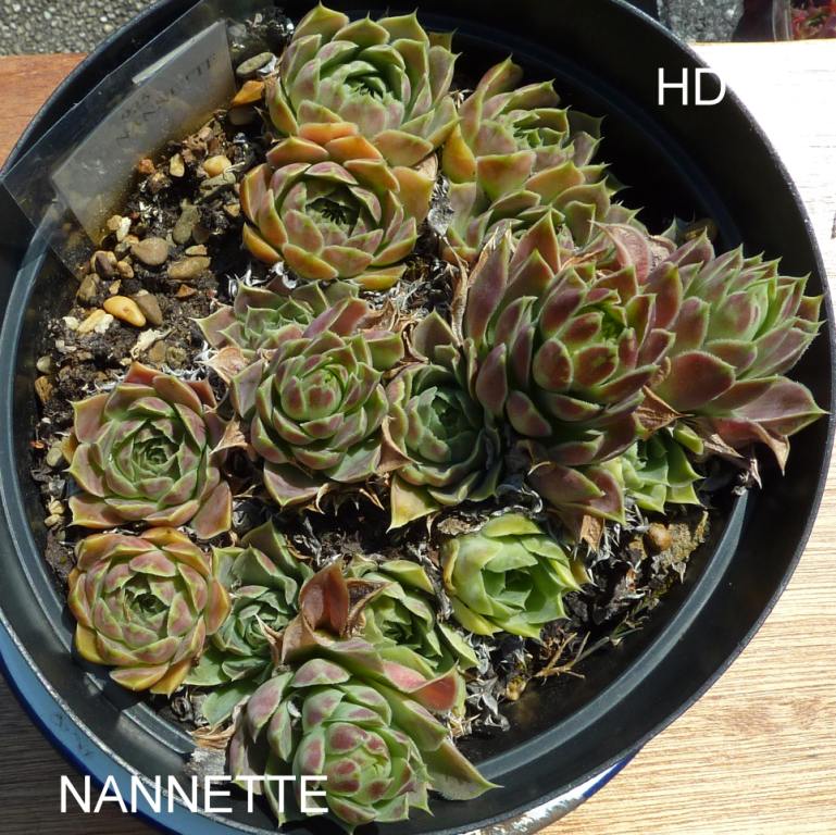 Nannette / Jovi