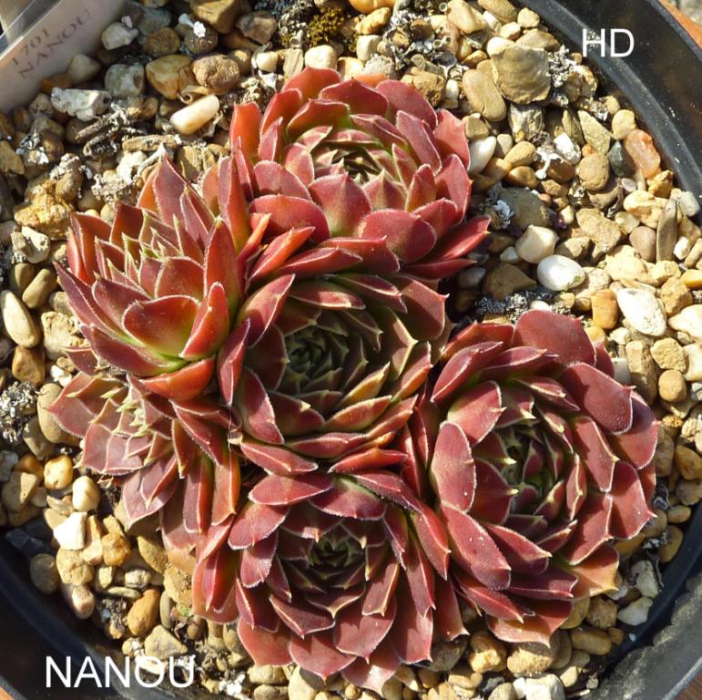 Nanou / Jovi