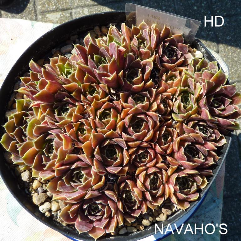 Navaho's / Jovi
