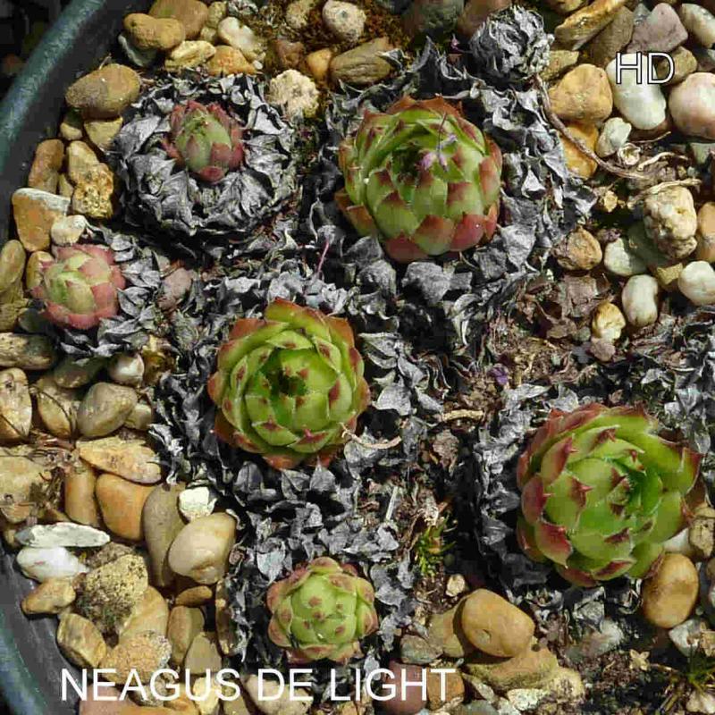 Neagus de Light