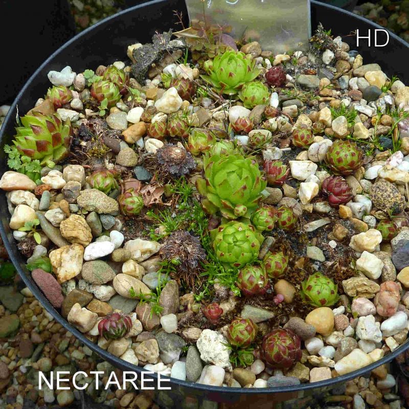 Nectaree / Jovi