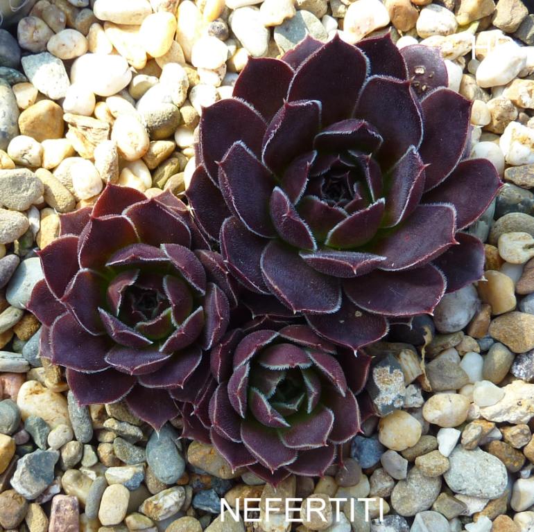 Nefertiti / Jovi
