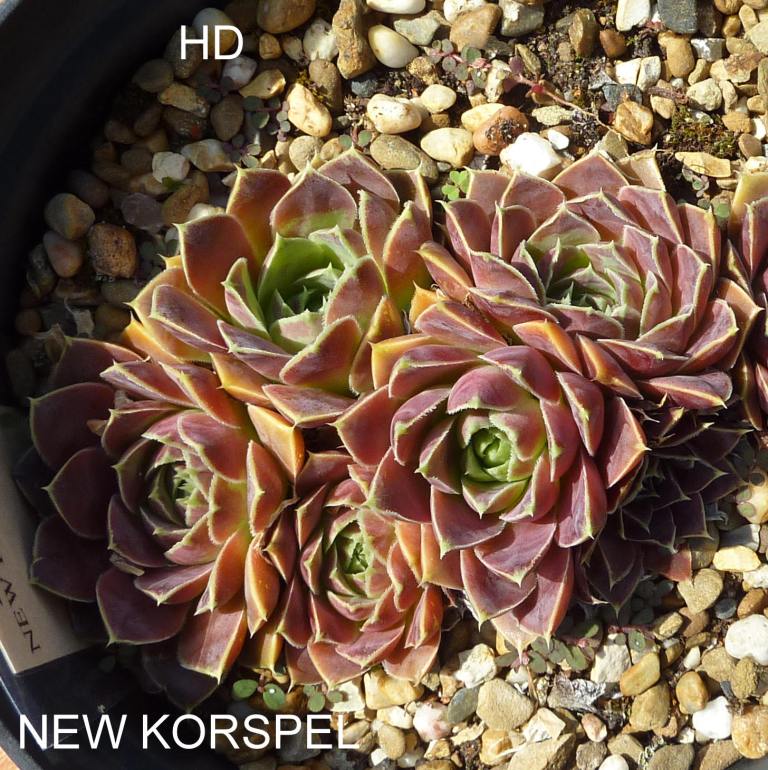 New Korspel / Jovi