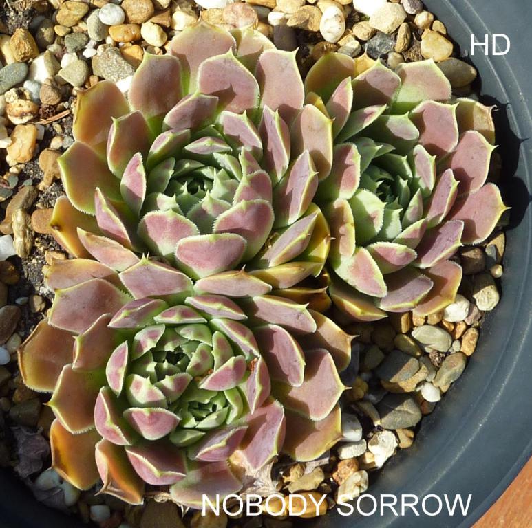 Nobody Sorrow / Jovi