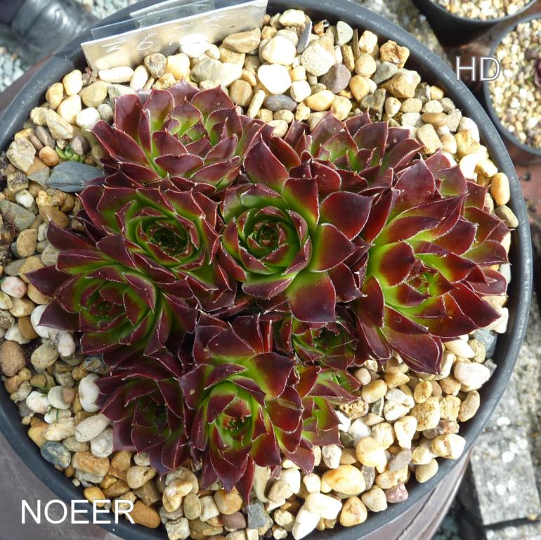 Noeer / Jovi