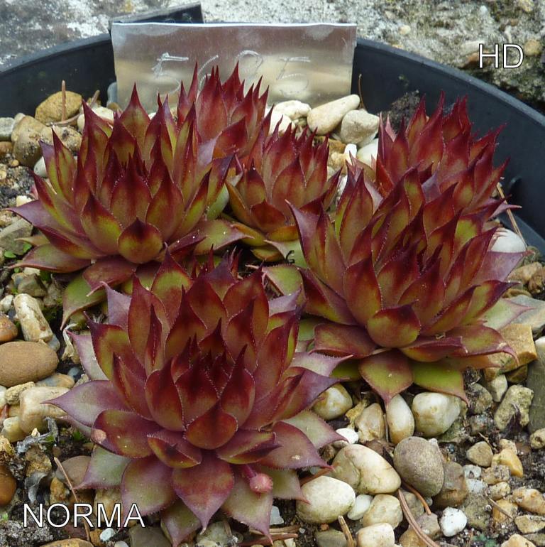 Norma