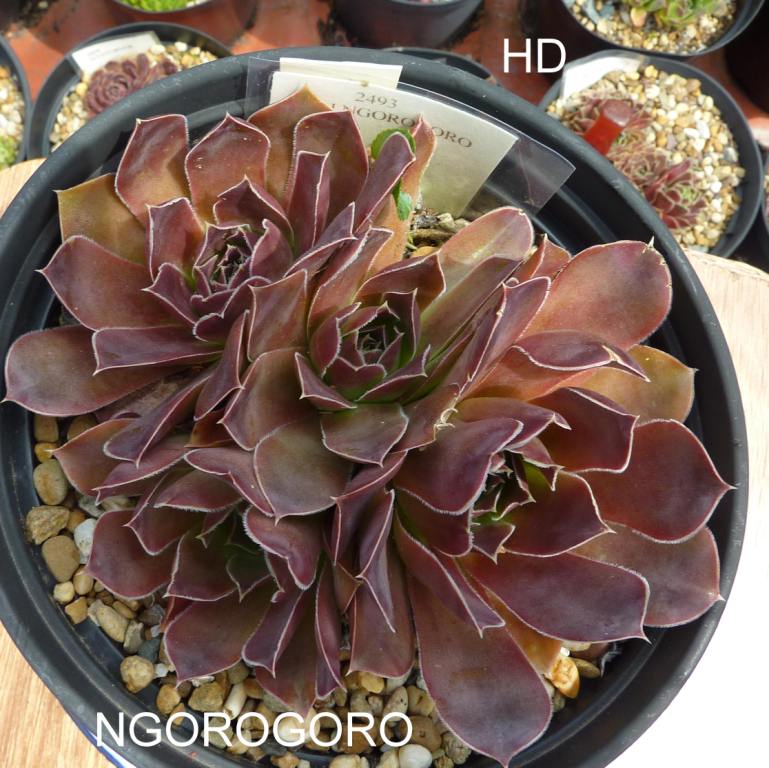 Ngorogoro / Jovi
