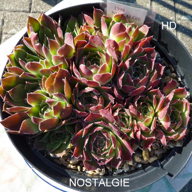 Nostalgie / Jovi