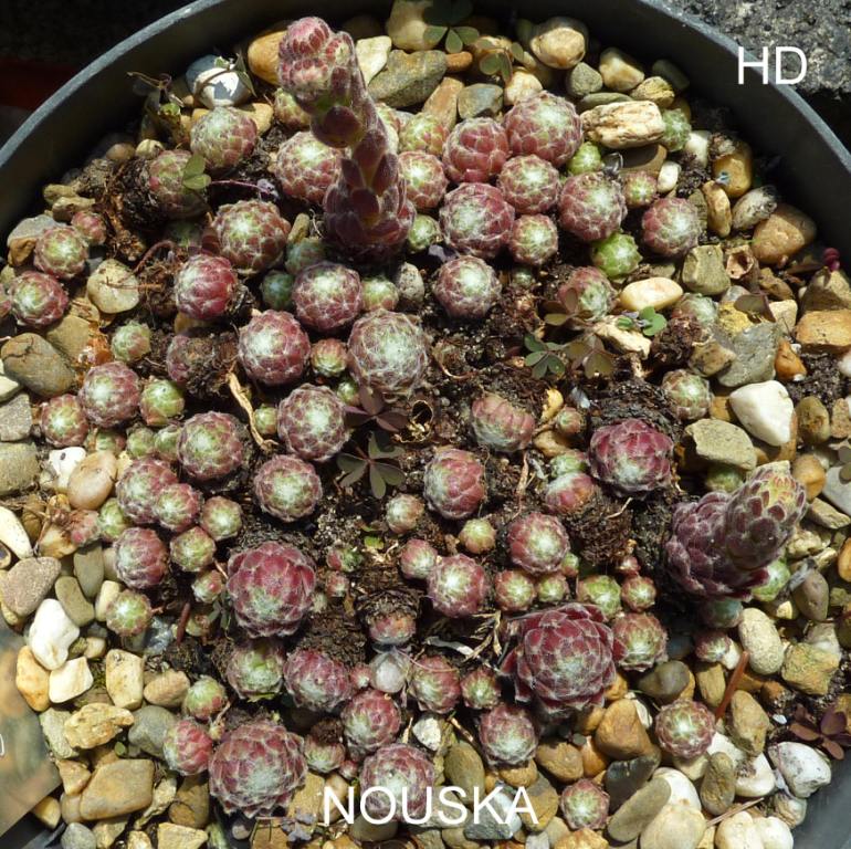 Nouska