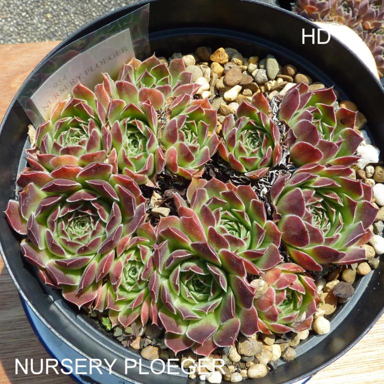 Nursery Ploeger / Jovi