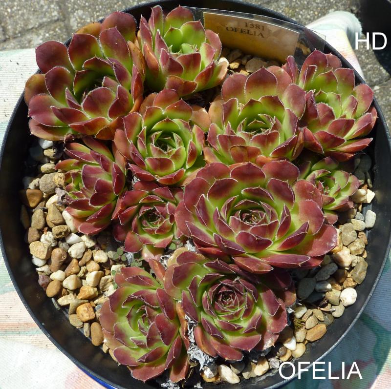 Ofelia / Jovi