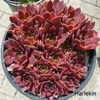 Harlekin / Jovi