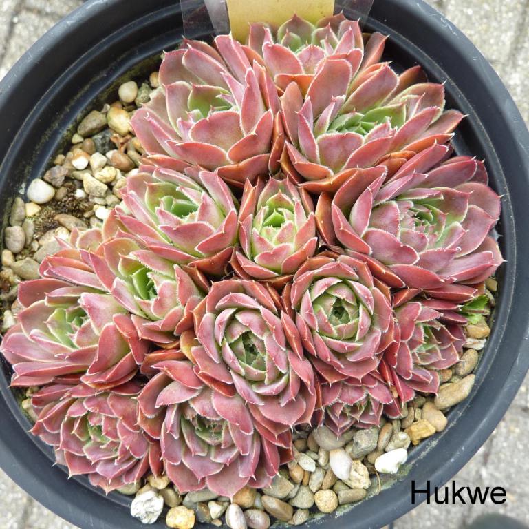 Hukwe / Jovi