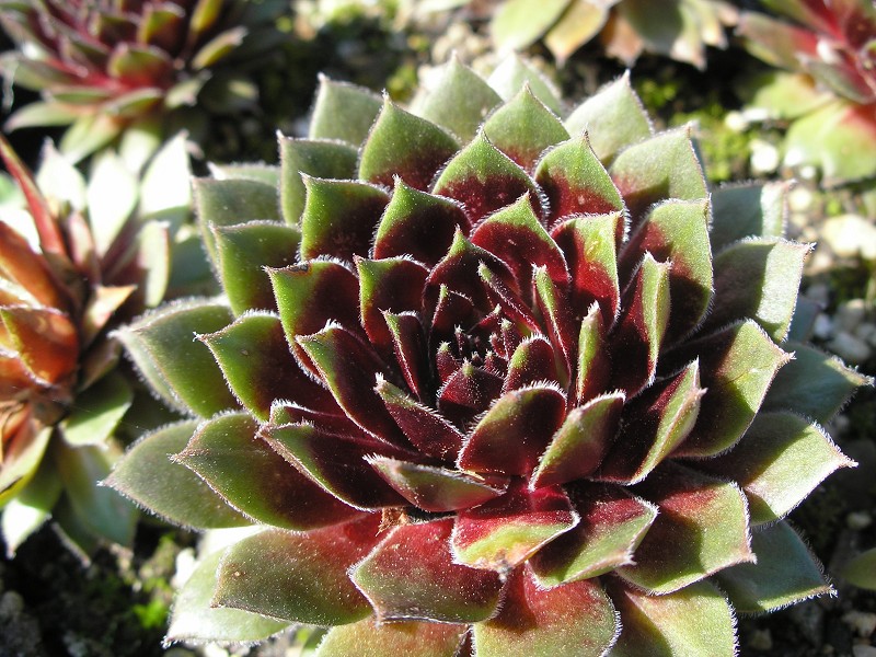 Heigham Red
