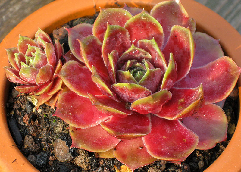 Hekla