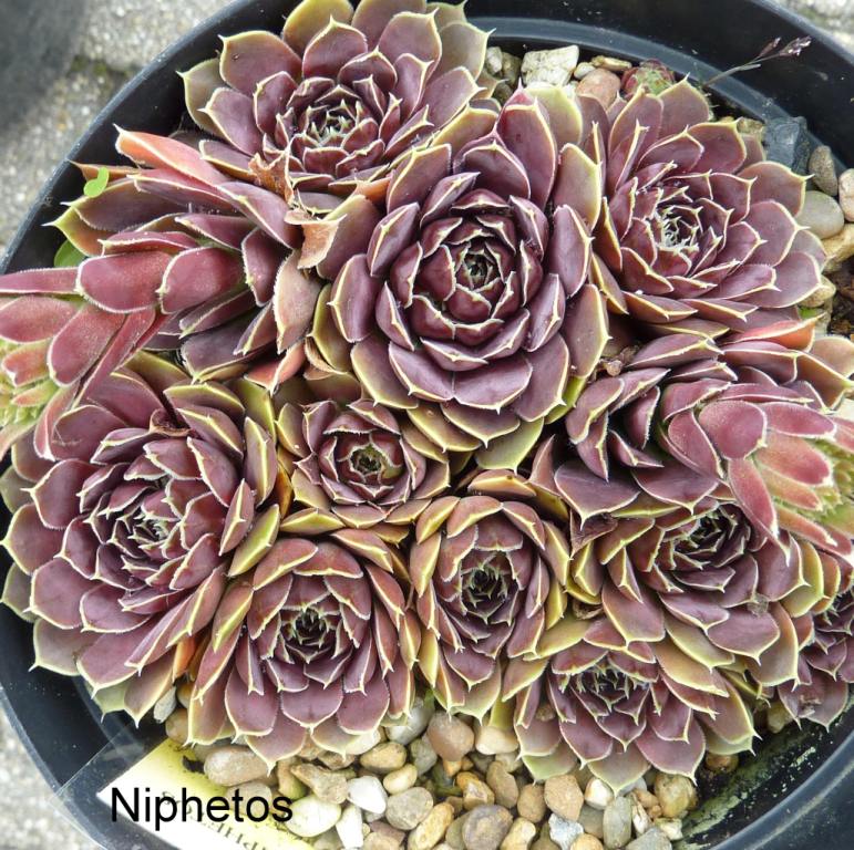 Niphetos / Jovi