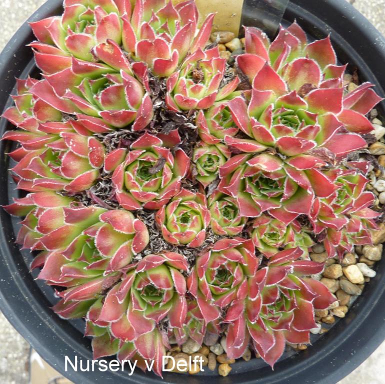 Nursery Van Delft / Jovi