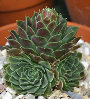 Hyacinth / Jovi