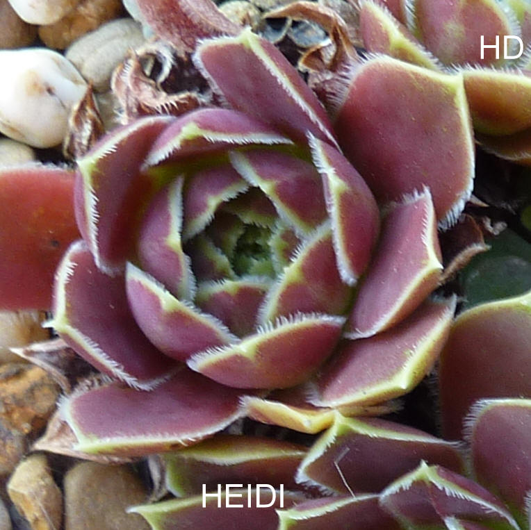 Heidi / Jovi