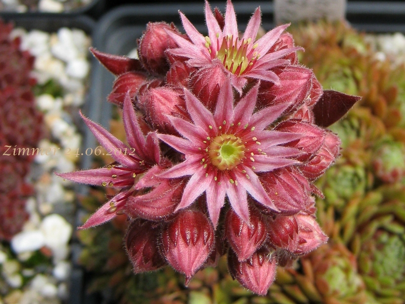 Heigham Red