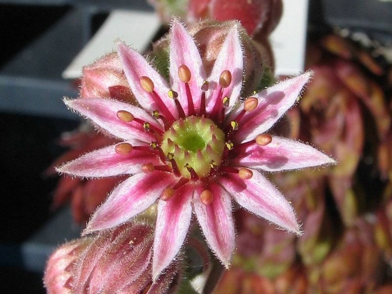 Niphetos