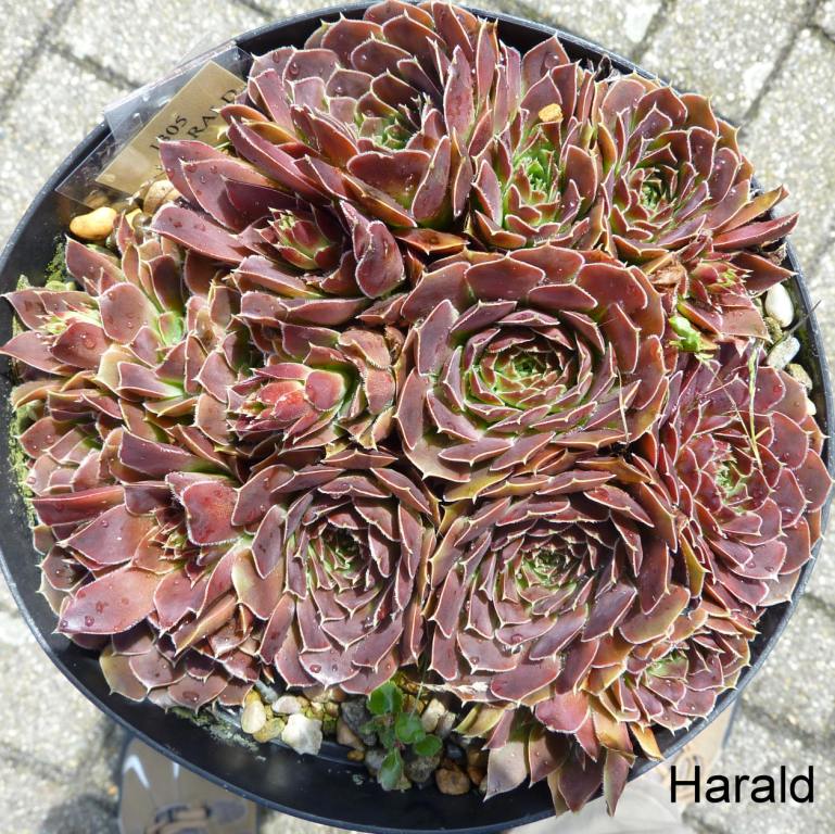 Harald / Jovi