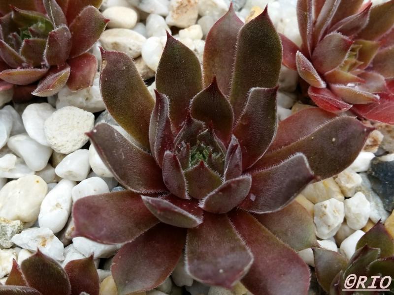 Hortulanus Smit