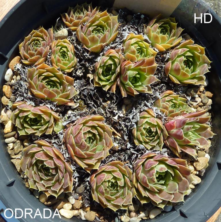 Odrada / Jovi