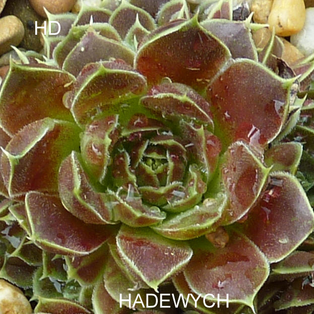 Hadewych / Jovi