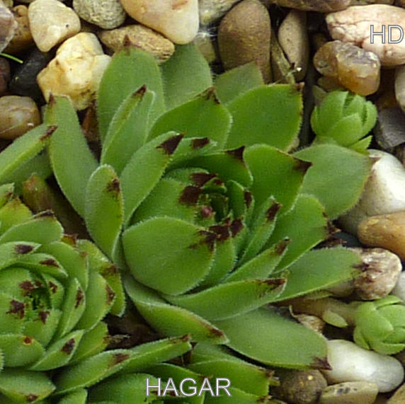 Hagar
